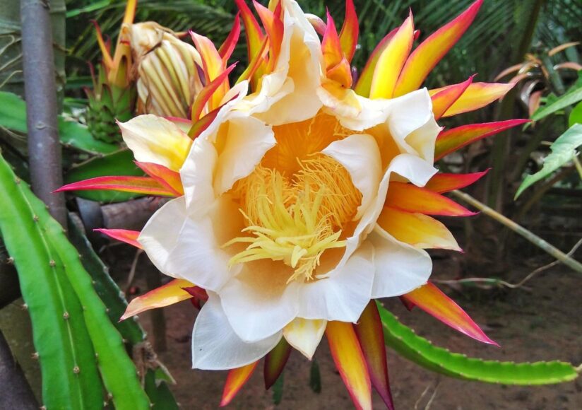 hình ảnh hoa thanh long làm cảnh