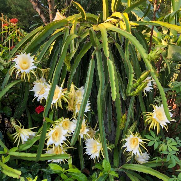 hình ảnh hoa thanh long sai trĩu nhất