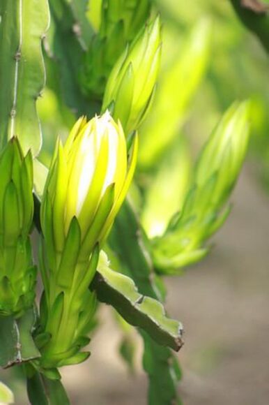 hình ảnh hoa thanh long sắp nở