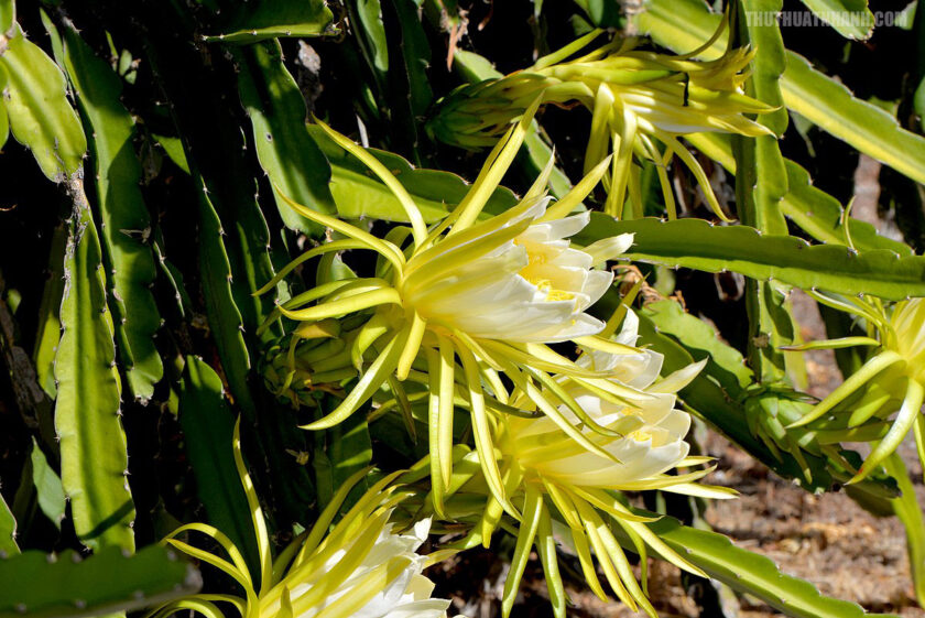 hình ảnh hoa thanh long to đẹp