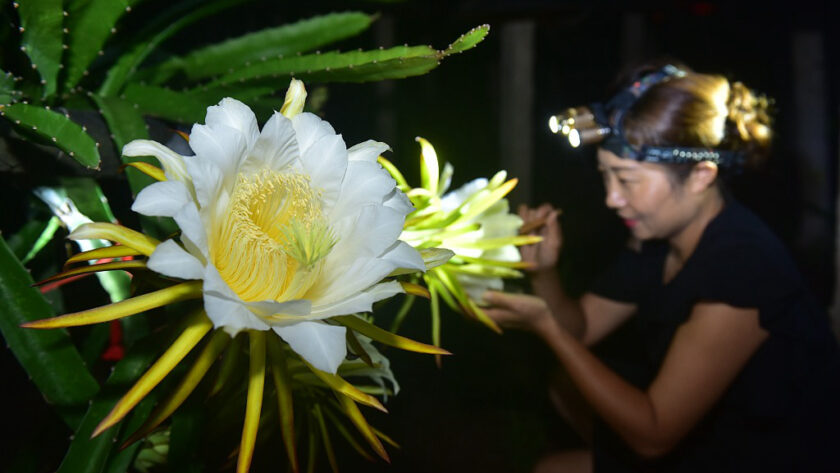 hình ảnh hoa thanh long trắng