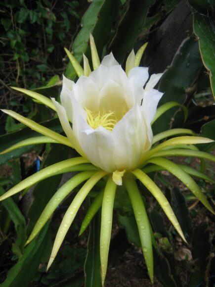 hình ảnh hoa thanh long trắng đẹp