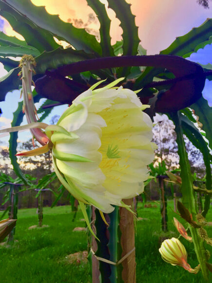 hình ảnh hoa thanh long trong vườn