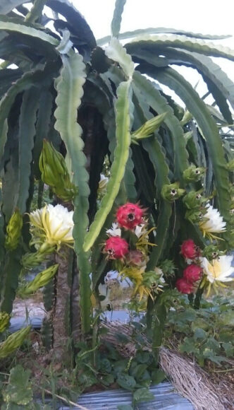 hình ảnh hoa thanh long và quả