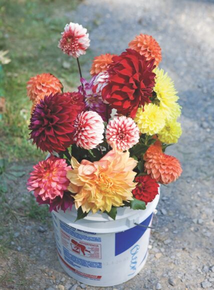 hình ảnh hoa thược dược các loại