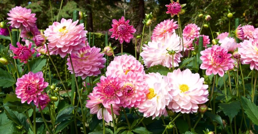 hình ảnh hoa thược dược đẹp rực rỡ