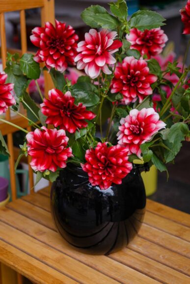 hình ảnh hoa thược dược đỏ đón tết