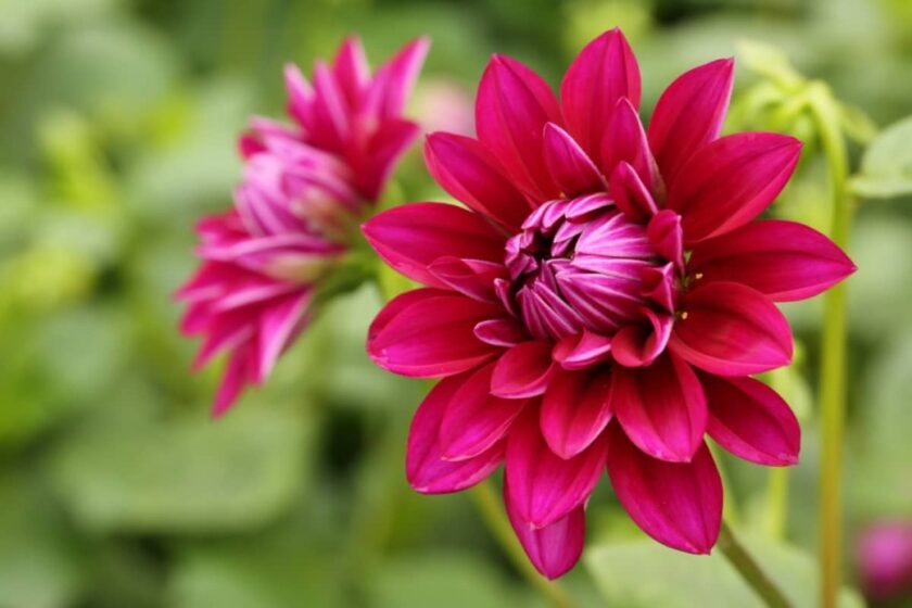 hình ảnh hoa thược dược đơn