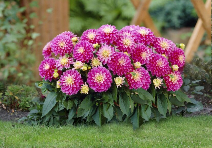 hình ảnh hoa thược dược trong vườn