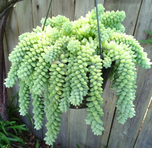 hình ảnh sen đá chuỗi ngọc