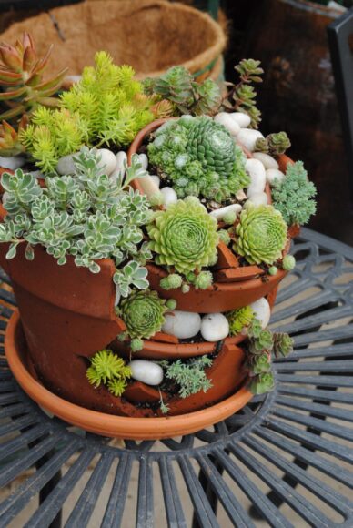 hình ảnh sen đá decor đẹp