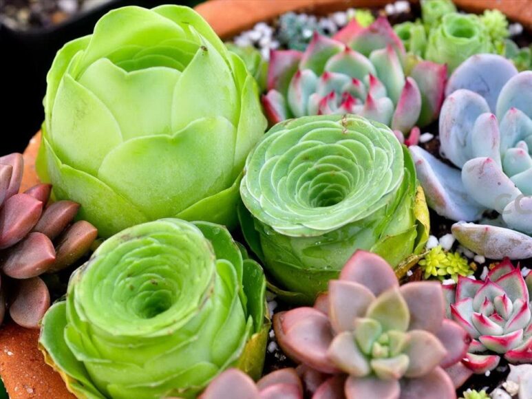 hình ảnh sen đá hoa hồng hiếm