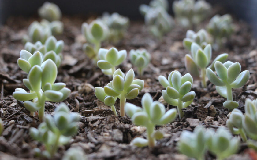 hình ảnh sen đá nhân giống