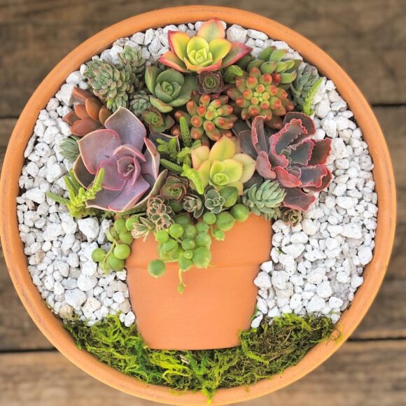 hình ảnh sen đá tiểu cảnh độc đáo