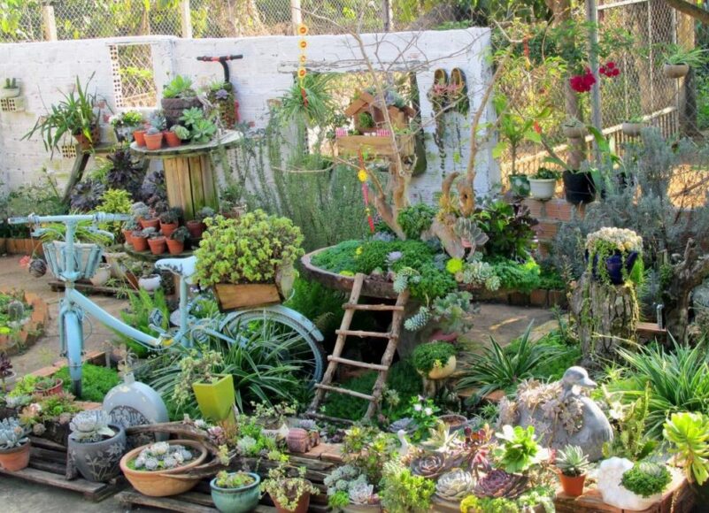 hình ảnh sen đá trong vườn