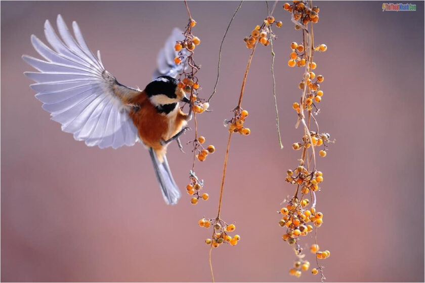 Stt lời chúc hay dành cho người thân