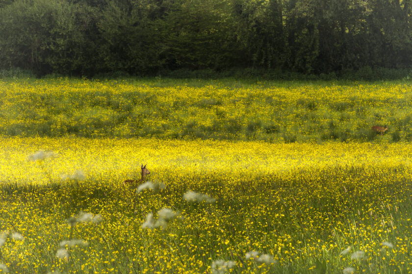 hình ảnh cánh đồng hoa cải vàng đẹp rực rỡ