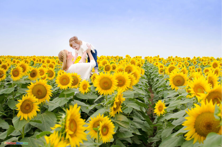 hình ảnh cánh đồng hoa hướng dương có mẹ và bé
