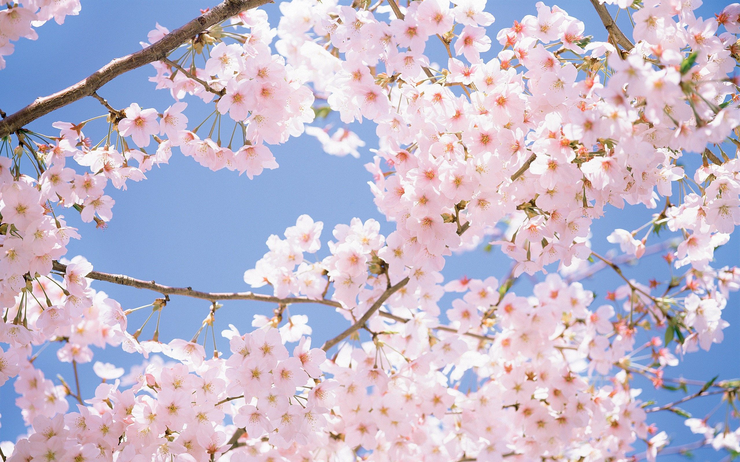 Tổng hợp những hình ảnh hoa Anh Đào Nhật Bản đẹp nhất  thptcandangeduvn