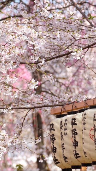 hình ảnh hoa anh đào nở rộ