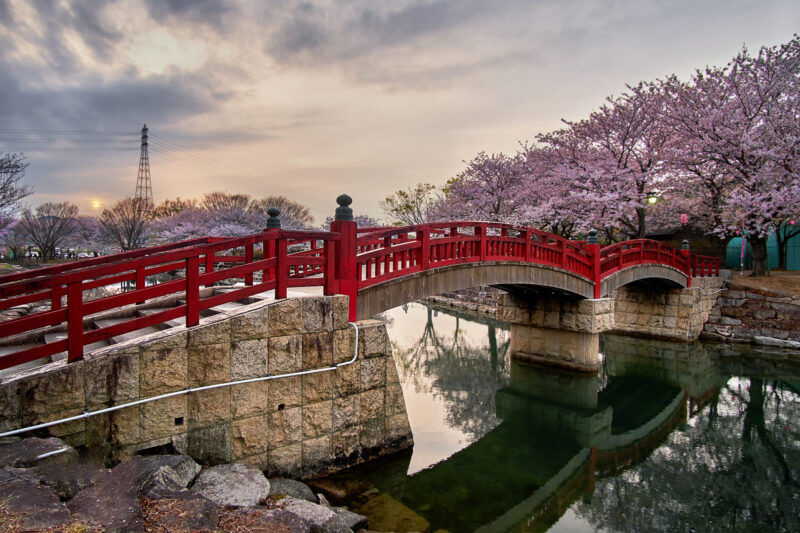 hình ảnh rặng hoa anh đào trồng bên bờ sông