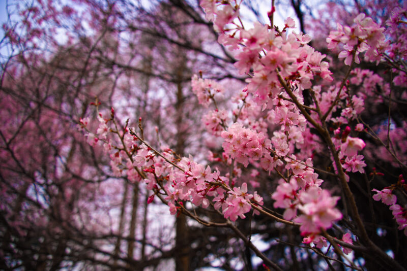 hình nền hoa anh đào cho máy tính