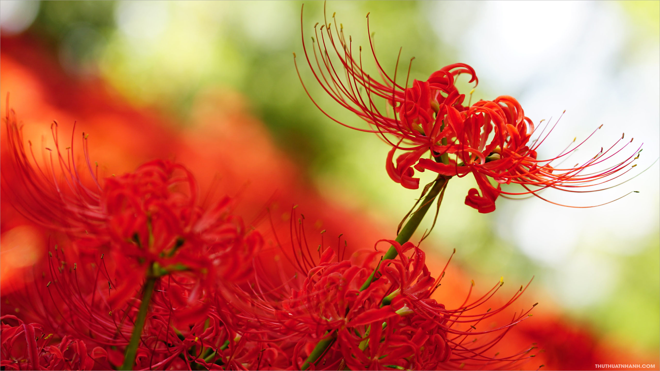 Top hơn 96 hình nền hoa bỉ ngạn đẹp hay nhất  thdonghoadian