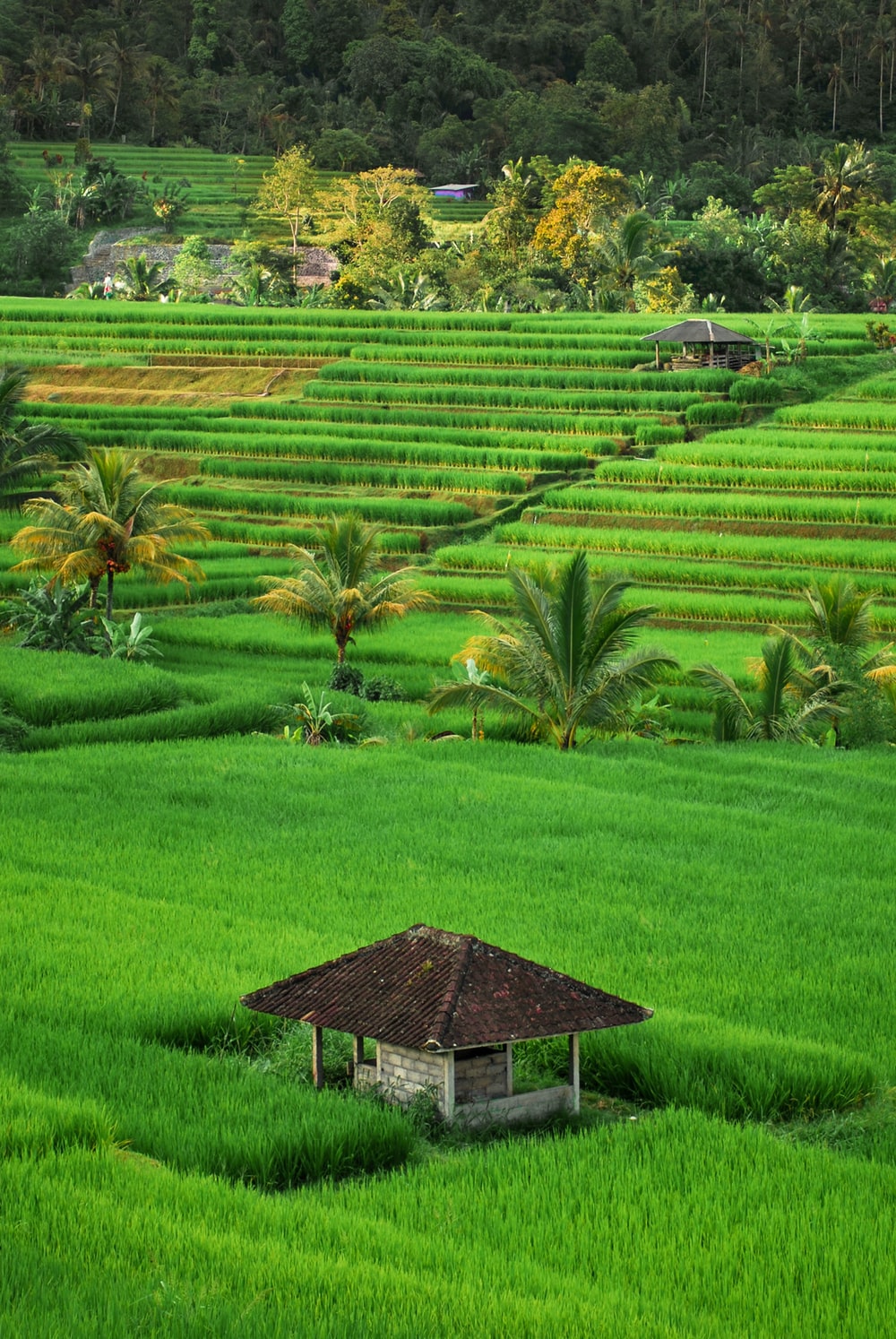 Ảnh đẹp thiên nhiên Việt Nam - Niềm tự hào dân tộc