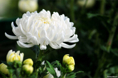 ảnh hoa cúc trắng hình nền hoa cúc trắng