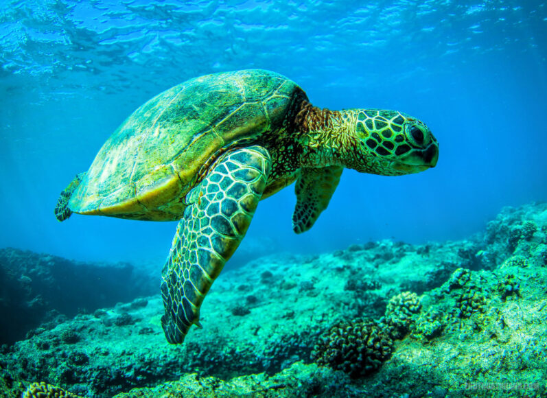 hình ảnh con rùa đang bơi đẹp nhất