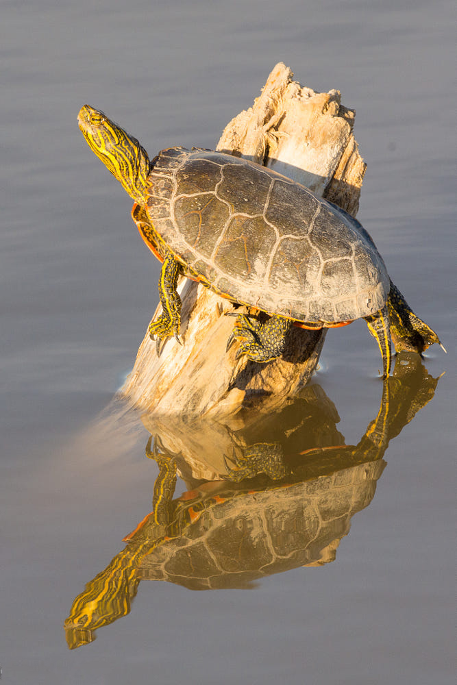 Hình ảnh con rùa đẹp: Với những bức hình chụp tuyệt đẹp, bạn sẽ được chiêm ngưỡng những chiếc vỏ sáng bóng, đôi mắt long lanh và bộ phận cơ thể cuốn hút của con rùa. Cùng thưởng thức và khám phá những khoảnh khắc đáng yêu và hấp dẫn của chúng ngay nào!