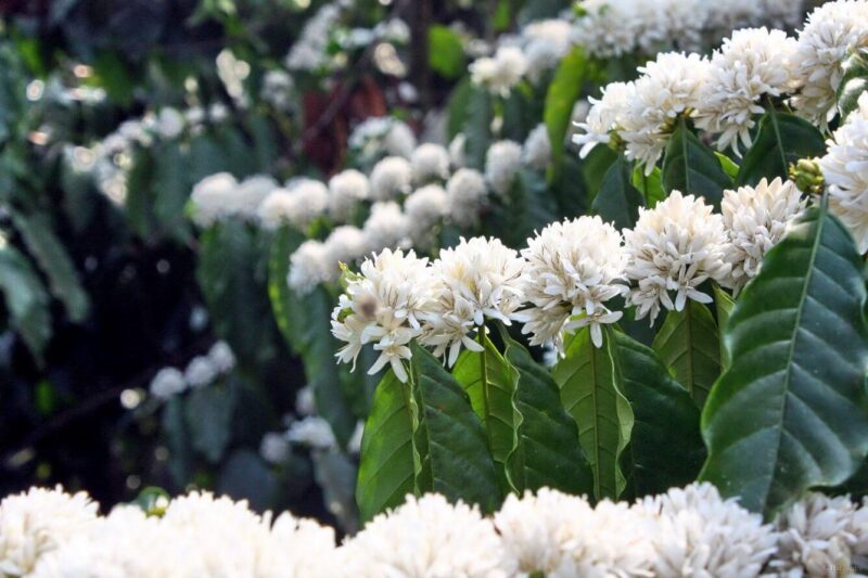 hình ảnh hoa cà phê đẹp nhất