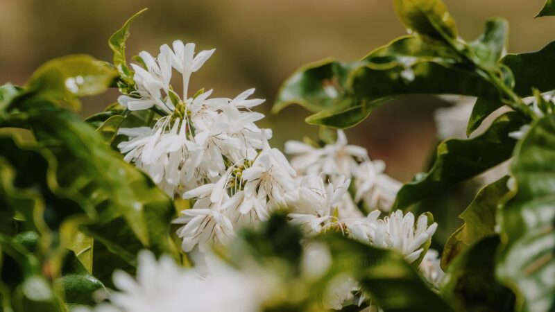 hình ảnh hoa cà phê đẹp nhất tây nguyên