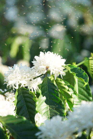 hình ảnh hoa cà phê đẹp nở rộ