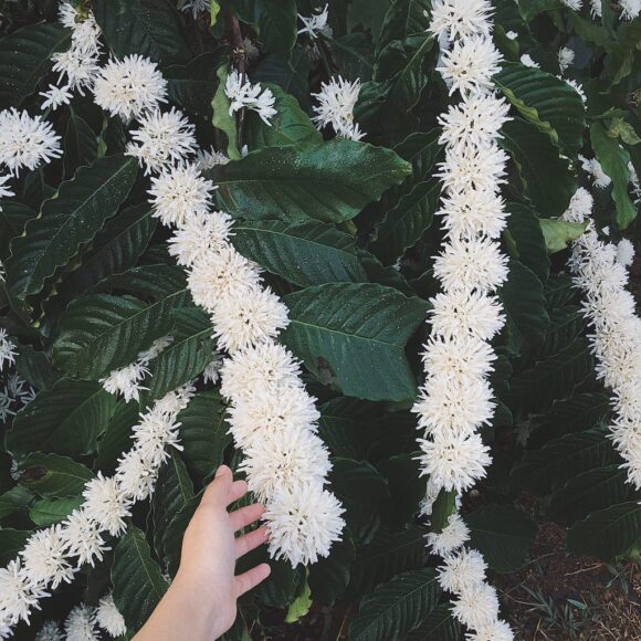 hình ảnh hoa cà phê đẹp nở rộ từng chùm