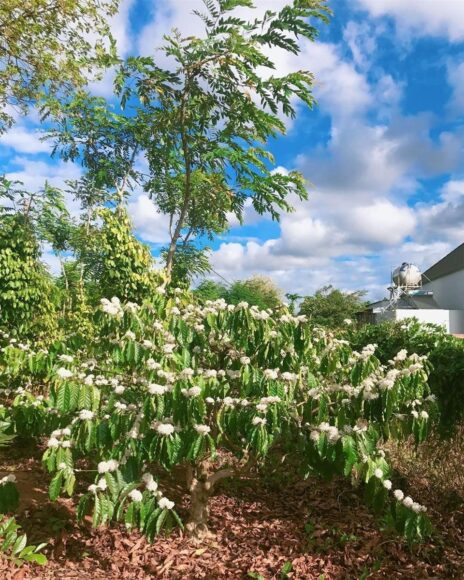 hình ảnh hoa cà phê đẹp trắng đồi