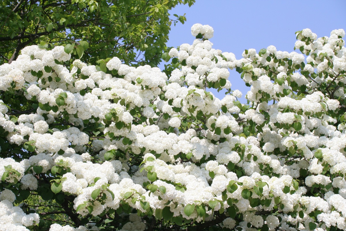 Цветущий белый кустарник фото с названиями