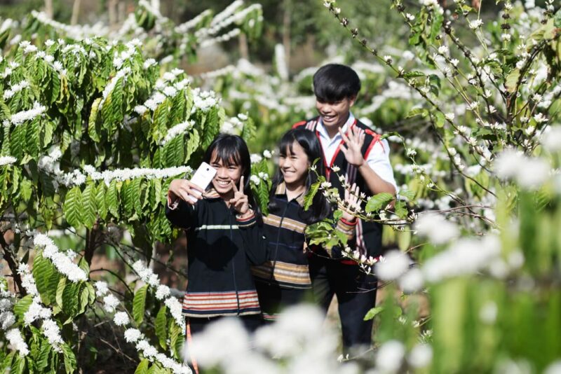 hình ảnh hoa cà phê đẹp trắng như tuyết