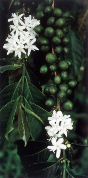 hình ảnh hoa cà phê đẹp trắng xóa