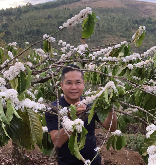 hình ảnh hoa cà phê đẹp trên đồi