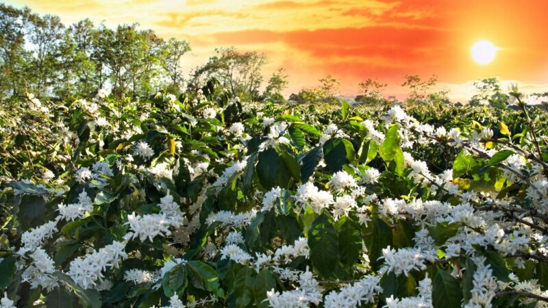 hình ảnh hoa cà phê đẹp trên thung lũng