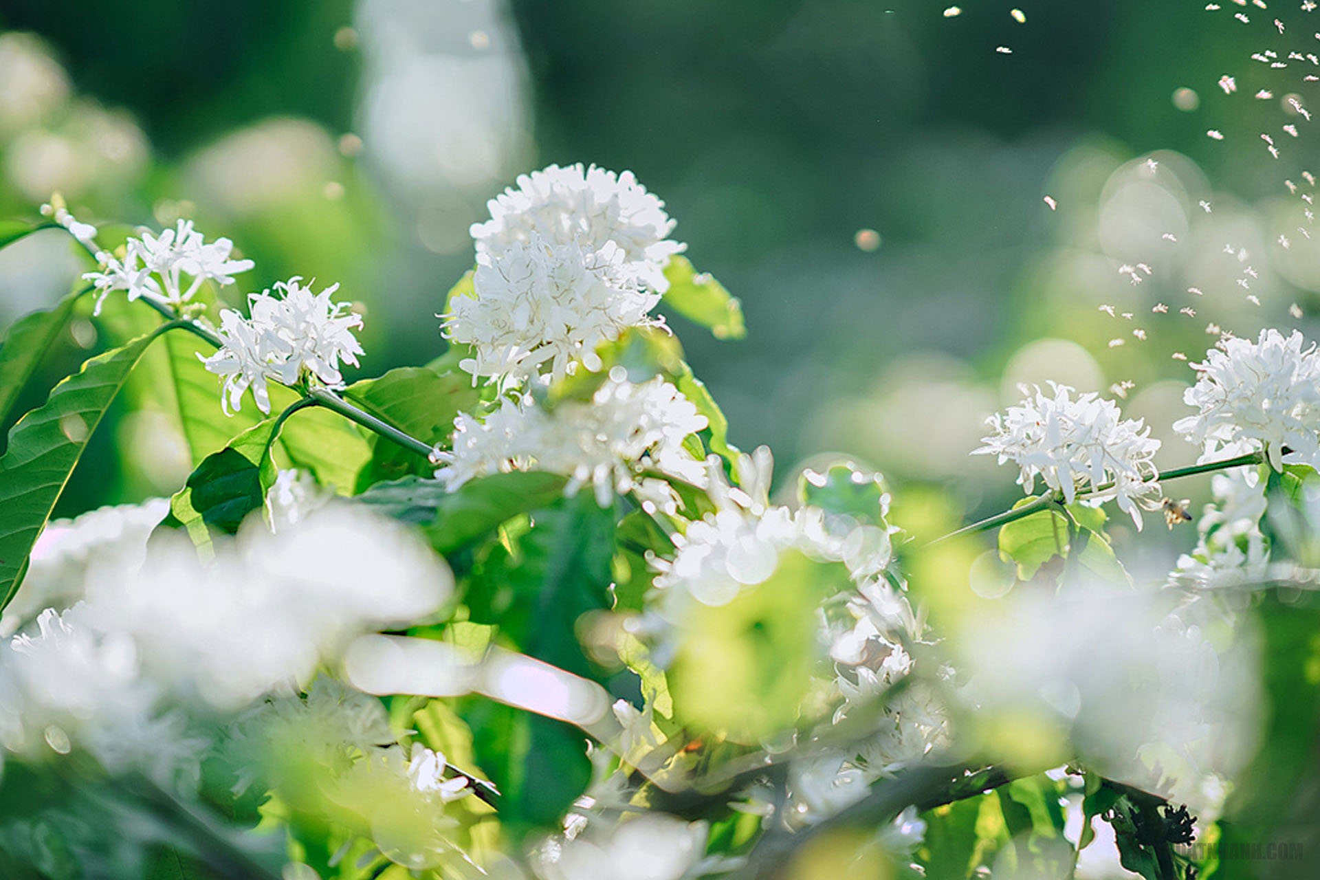 Hoa cà phê - Hình ảnh, ý nghĩa biểu tượng mùa xuân Tây Nguyên