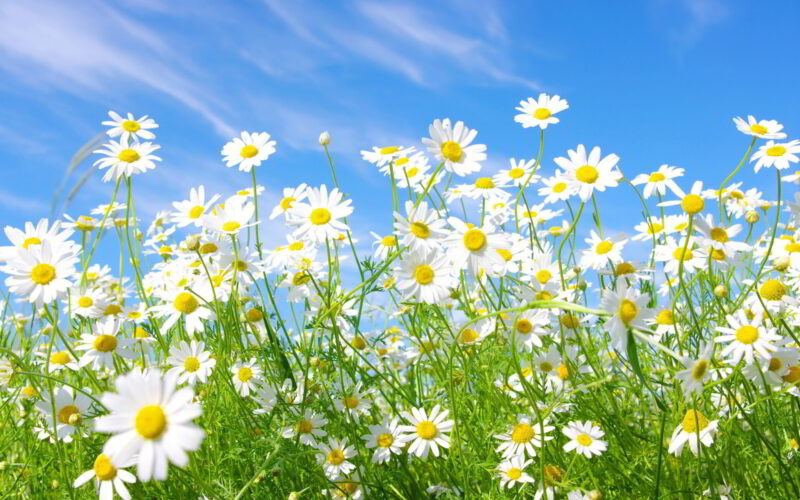 hoa cúc trắng trên cánh đồng rực rỡ