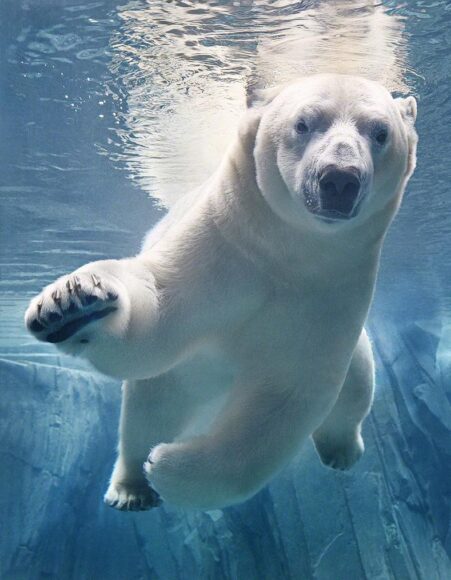 Hình ảnh con gấu bơi