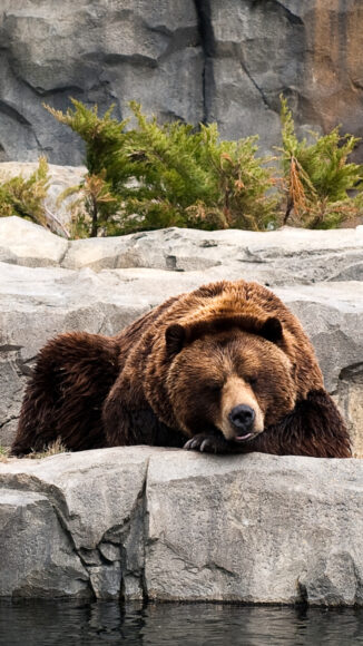 Hình ảnh con gấu buồn