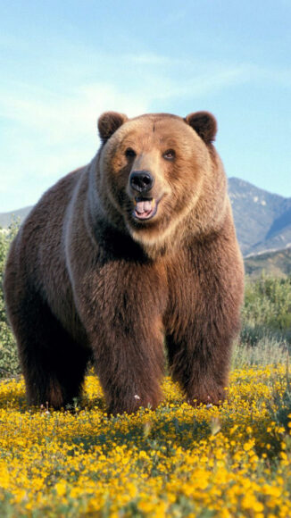 Hình ảnh con gấu hiền