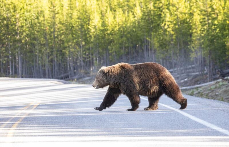 Hình ảnh con gấu qua đường