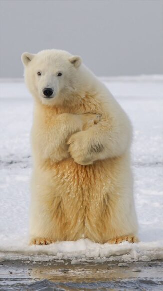 Hình ảnh con gấu trắng đẹp