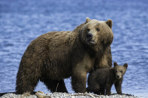 Hình ảnh con gấu và con