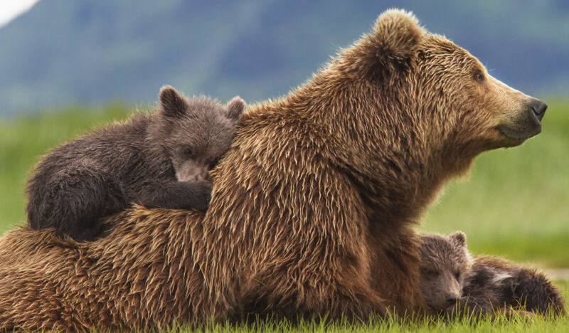 Hình ảnh con gấu và đàn con